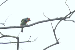 Psilopogon rubricapillus