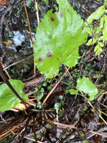 Bigleaf Aster (Aster macrophyllus)