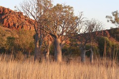 Adansonia gregorii