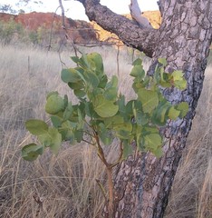 Erythrophleum chlorostachys