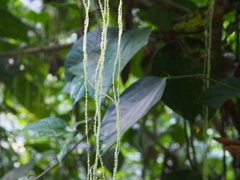 Myriocarpa longipes