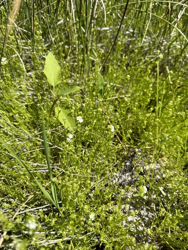Image of desert popcornflower by (c) Matt Berger, some rights reserved (CC BY)