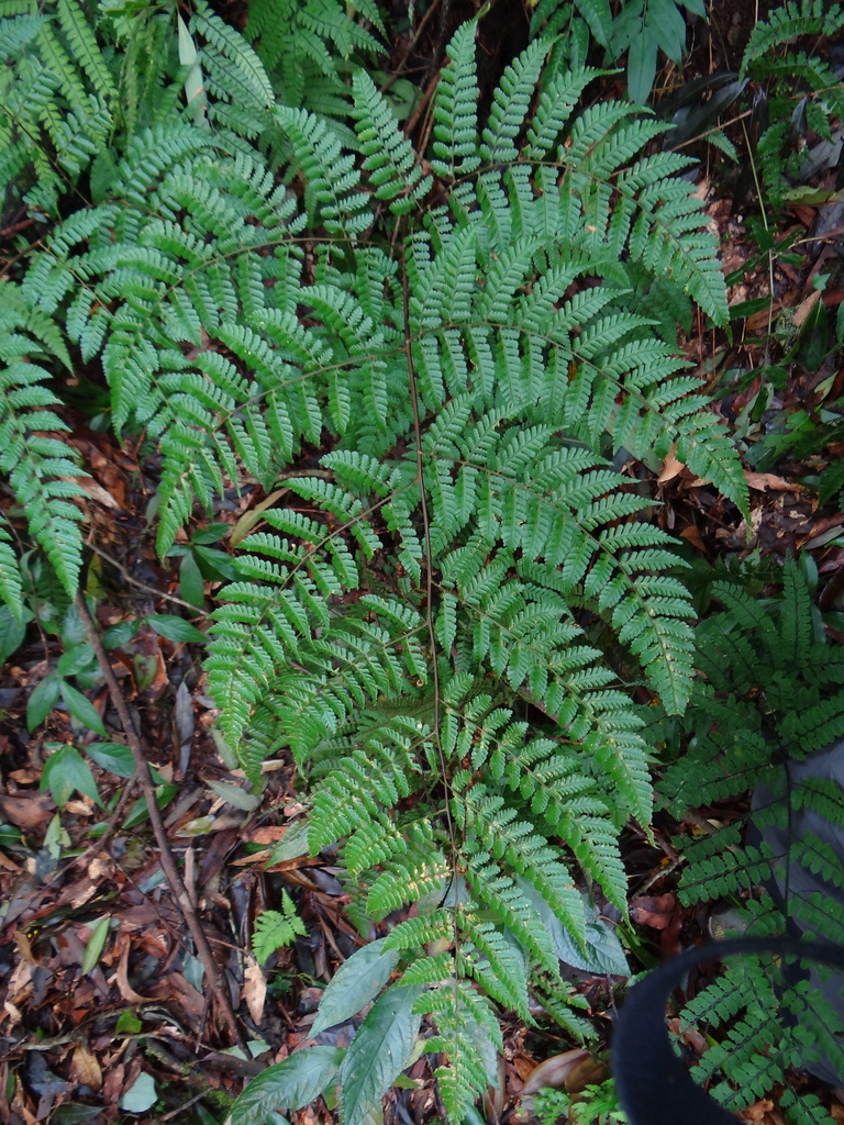 Dryopteris hendersonii