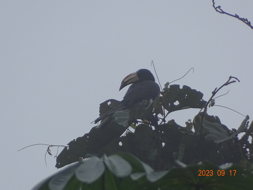 Congo Pied Hornbill