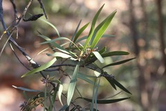 Persoonia falcata