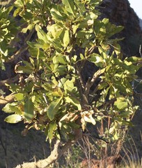 Terminalia ferdinandiana