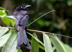 Dicrurus lophorinus
