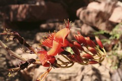 Erythrina vespertilio
