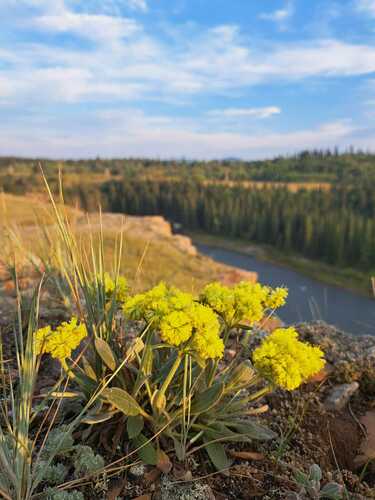 alpine golden buckwheat