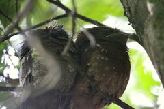 Batrachostomus moniliger