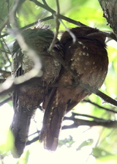 Batrachostomus moniliger