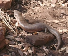 Tiliqua scincoides intermedia