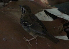 Geokichla spiloptera