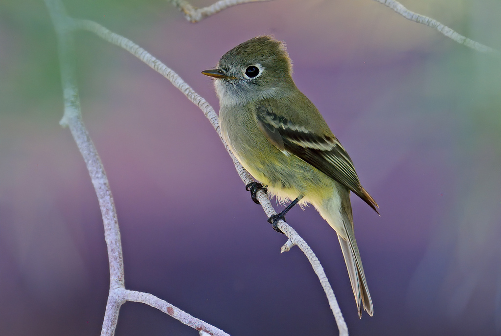 Hammond's Flycatcher