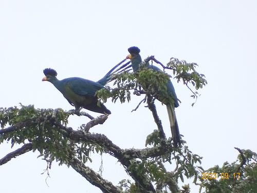 Great Blue Turaco