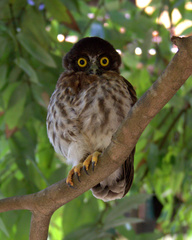Ninox scutulata