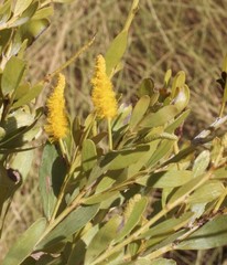 Acacia richardsii