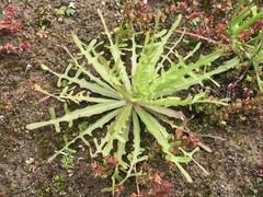 Malacothrix foliosa polycephala