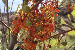 Grevillea byrnesii