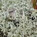 Cladonia arbuscula - Photo (c) Hans, algunos derechos reservados (CC BY-NC), subido por Hans