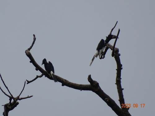 Piping Hornbill