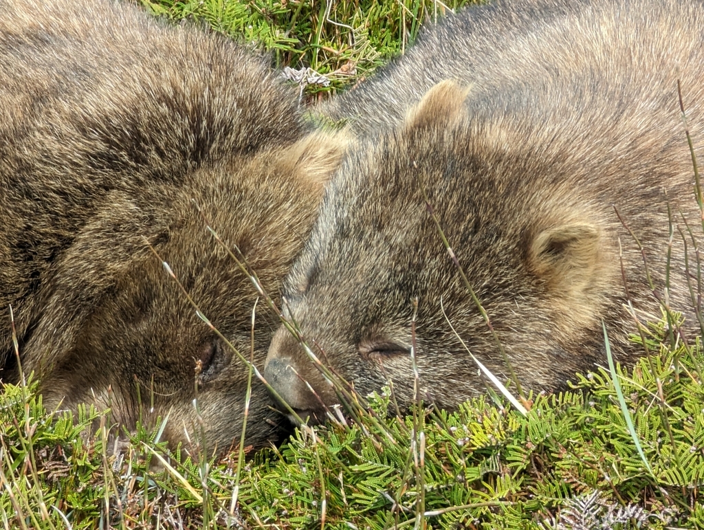 Tasmanian Wombat from Cradle Mountain TAS 7306, Australia on September ...