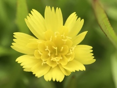 Malacothrix foliosa polycephala