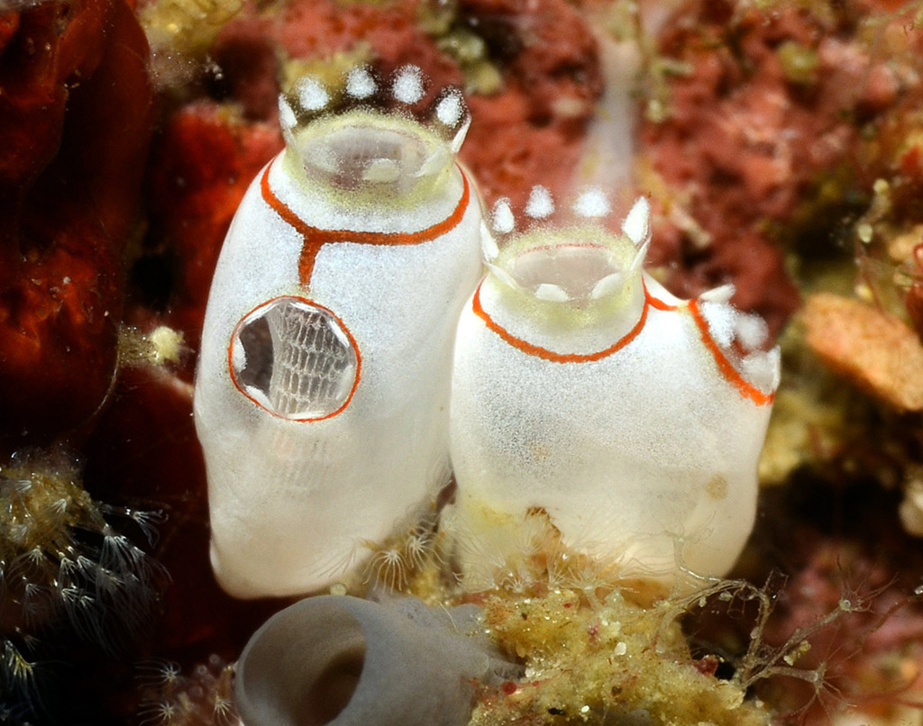 Ecteinascidia bandaensis