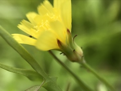 Malacothrix foliosa polycephala