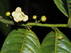 Guatteria amplifolia image