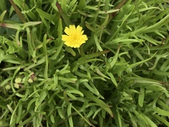 Malacothrix foliosa polycephala