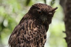 Ketupa zeylonensis