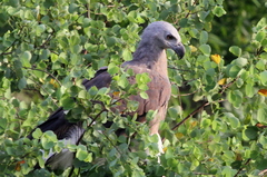 Haliaeetus ichthyaetus