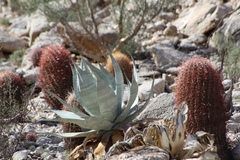 Agave turneri