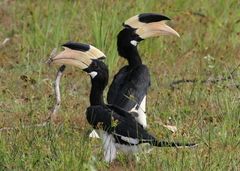 Anthracoceros coronatus