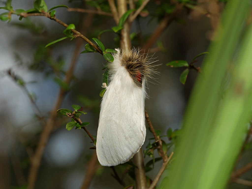 Trichiocercus mesomelas