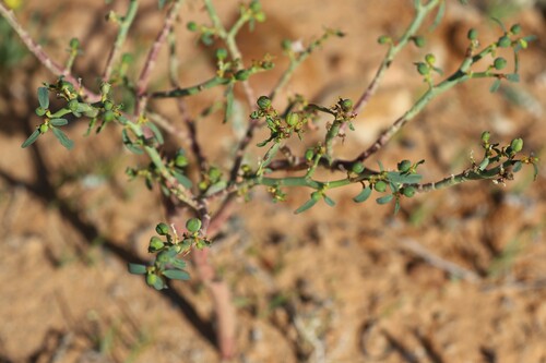 Euphorbia parvicaruncula