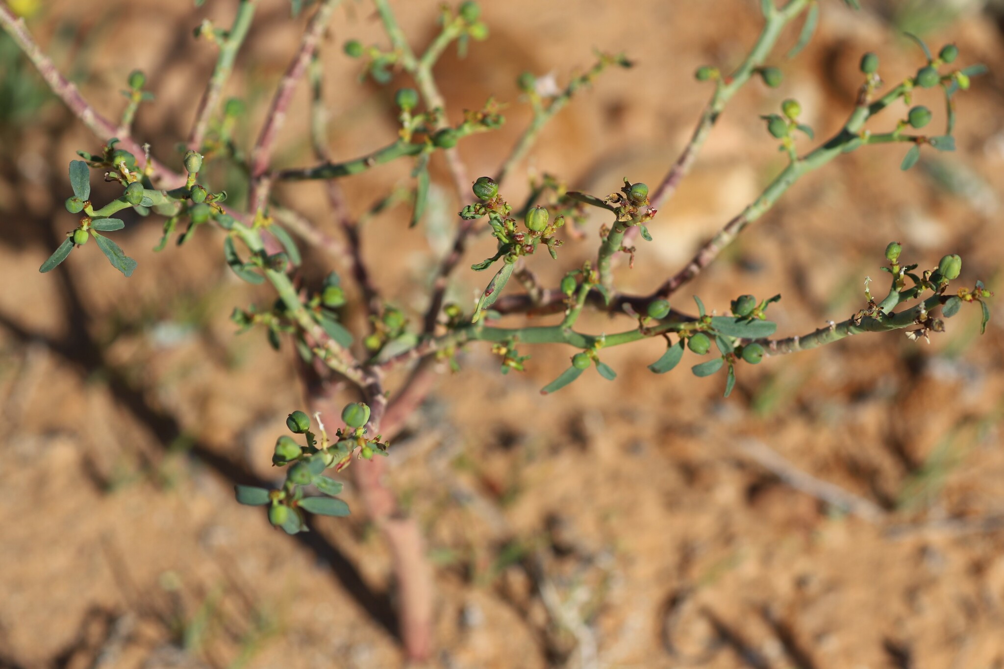 Euphorbia parvicaruncula