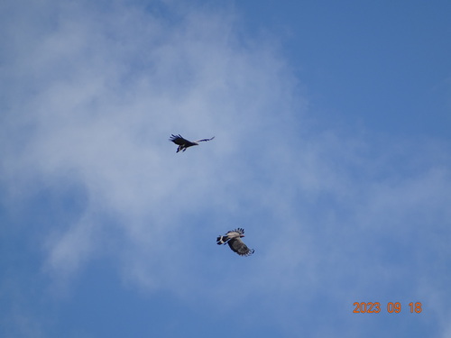 African Harrier-Hawk