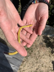 Anniella pulchra