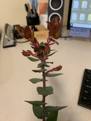 Arctostaphylos pajaroensis