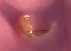 Branchinecta lindahli