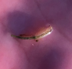 Branchinecta lindahli