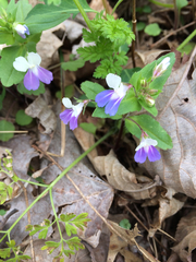Collinsia verna