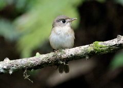 Muscicapa muttui