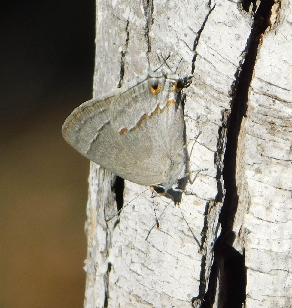 Red-lined Scrub-Hairstreak
