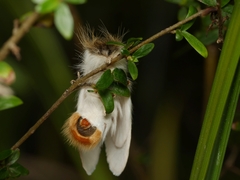 Trichiocercus mesomelas