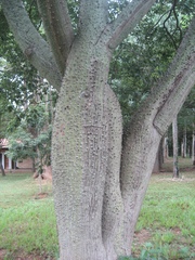 Ceiba chodatii