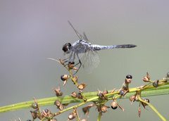 Brachydiplax sobrina