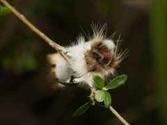 Trichiocercus mesomelas